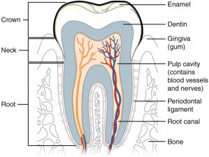 how lond do implants last? tooth